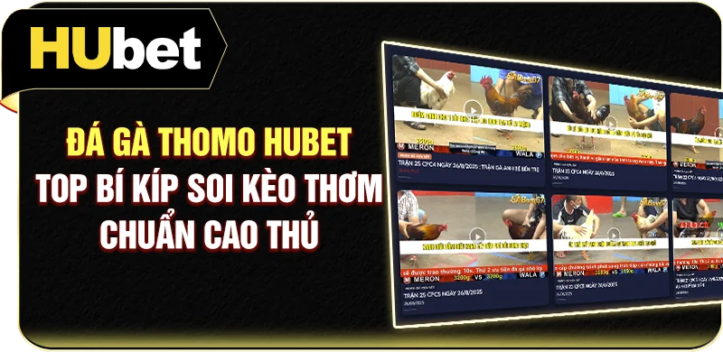 Đá Gà Thomo Hubet - Top Bí Kíp Soi Kèo Thơm Chuẩn Cao Thủ