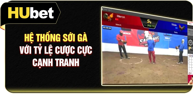 Hệ thống sới gà với tỷ lệ cược cực cạnh tranh