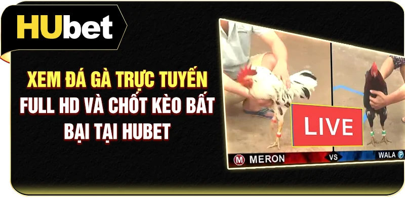 Xem Đá Gà Trực Tuyến Full HD Và Chốt Kèo Bất Bại Tại Hubet